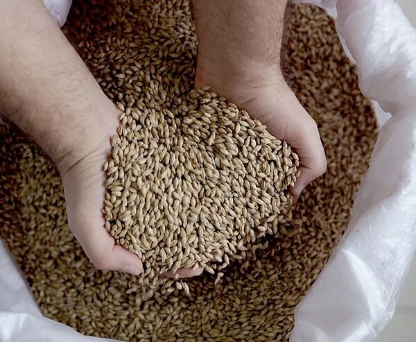 Navigating the Challenges and Opportunities in the Grain Trading Industry: Insights for 2023